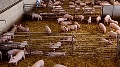 Sertéspestis söpör végig Észak-Olaszországon, veszélyeztetve a nagyra becsült prosciutto termelését és a megélhetést