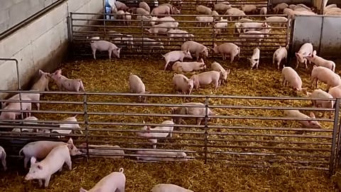 Swine fever sweeps Italy's north, threatening production of prized prosciutto and livelihoods