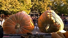 El norte de Serbia: la fiesta de la calabaza en Kikinda, el lago Palić y la sinagoga de Subotica