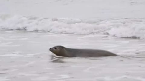 Crías de foca liberadas en el norte de Francia.