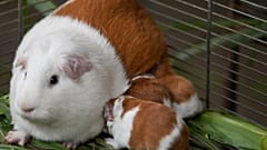 Conejillos de Indias peruanos criados en una granja de investigación agrícola para su distribución a granjas de todo el país, en Lima, Perú, 03.10.2024