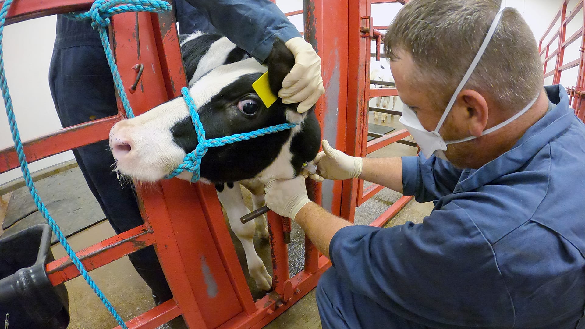 Dairy workers in California infected with bird flu amid ongoing US ...