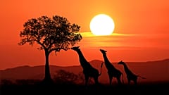 Kenia es conocida por sus safaris de vida salvaje y sus playas.