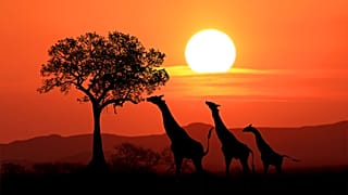 Kenia es conocida por sus safaris de vida salvaje y sus playas.