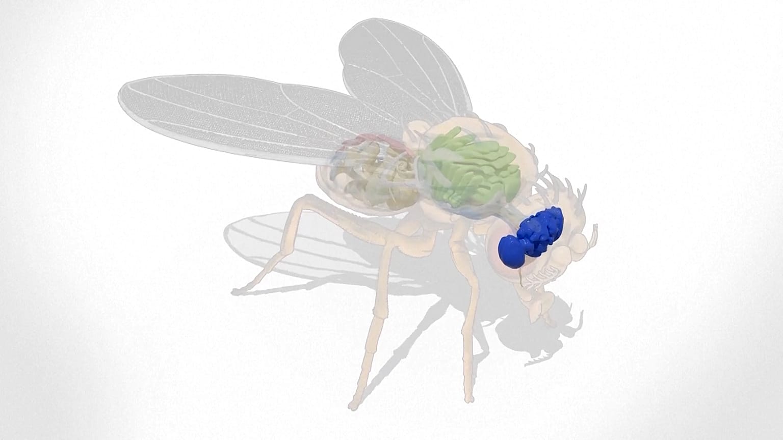 Modelo de mosca con licencia del laboratorio Hidalgo (Universidad de Birmingham) renderizado por Philipp Schlegel 