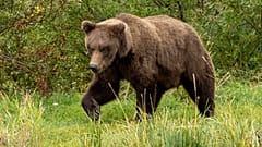 Cette image fournie par le National Park Service montre l'ours 909 Jr. dans le parc national de Katmai en Alaska, le 12 septembre 2024.