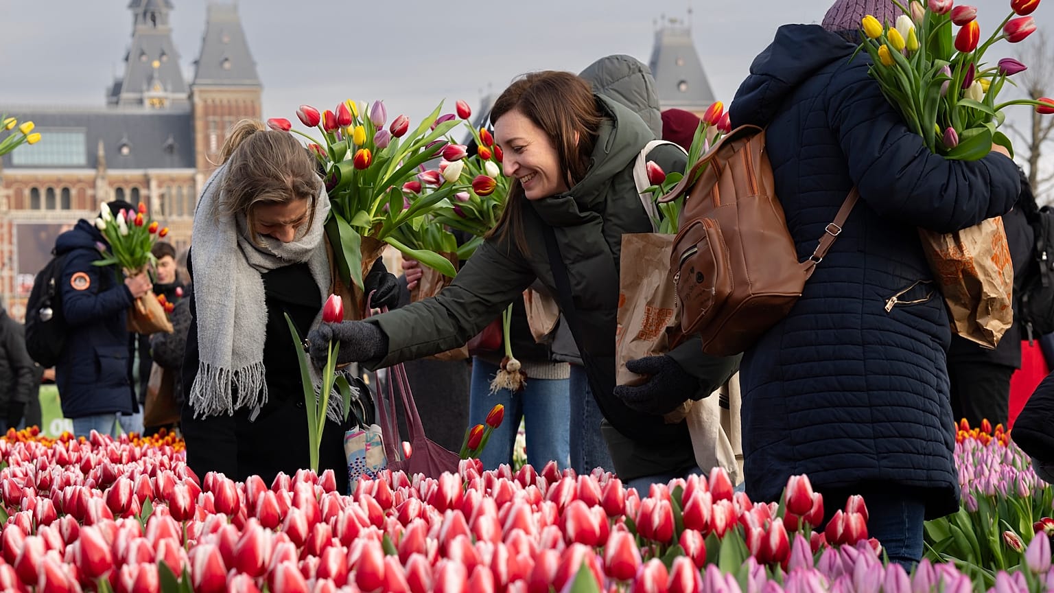 Lale severler Amsterdam'da Ulusal Lale Günü'nde ücretsiz lale topluyor 