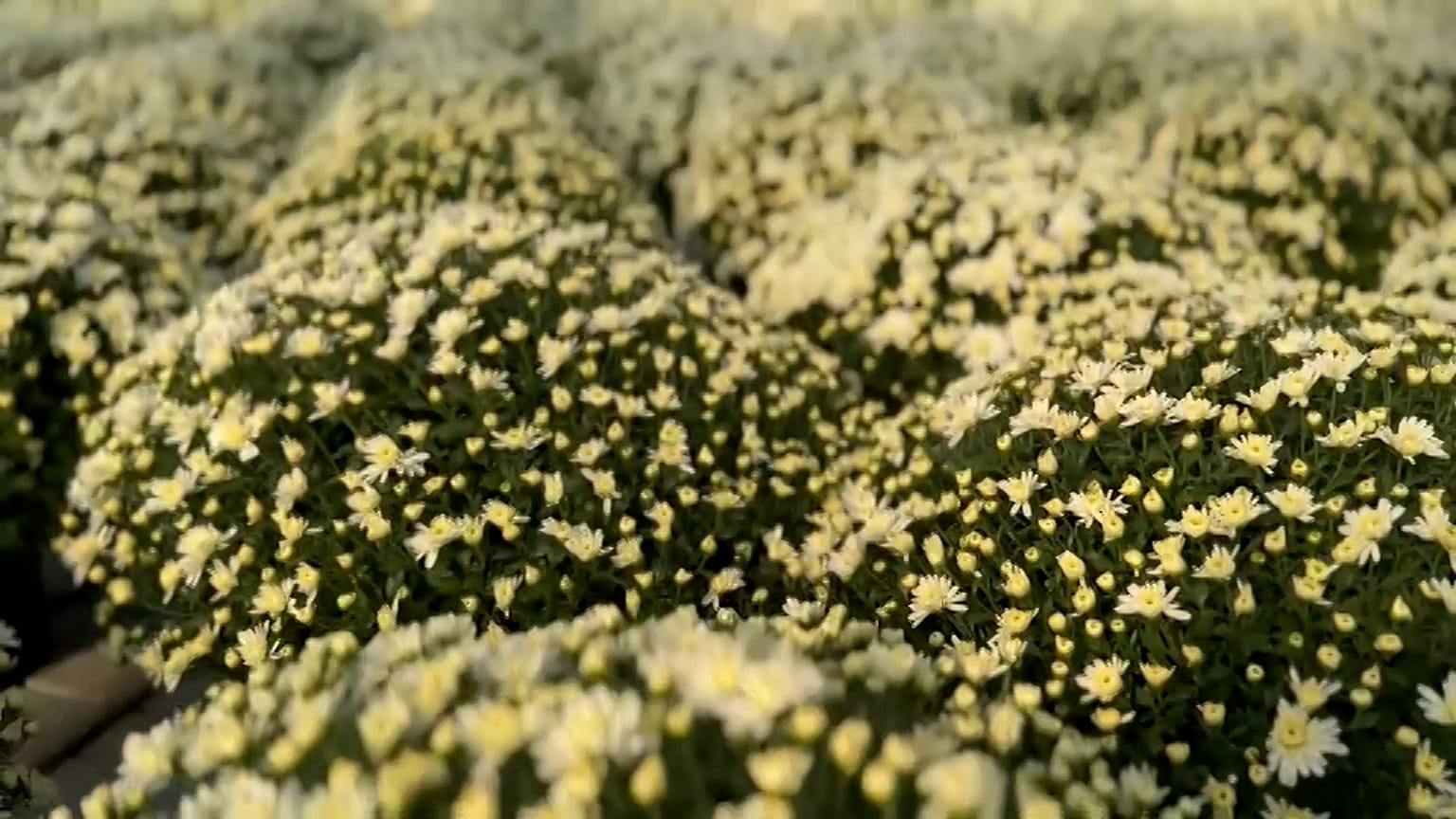 Cientos de miles de flores embellecerán el centro de la ciudad para esta gran fiesta.