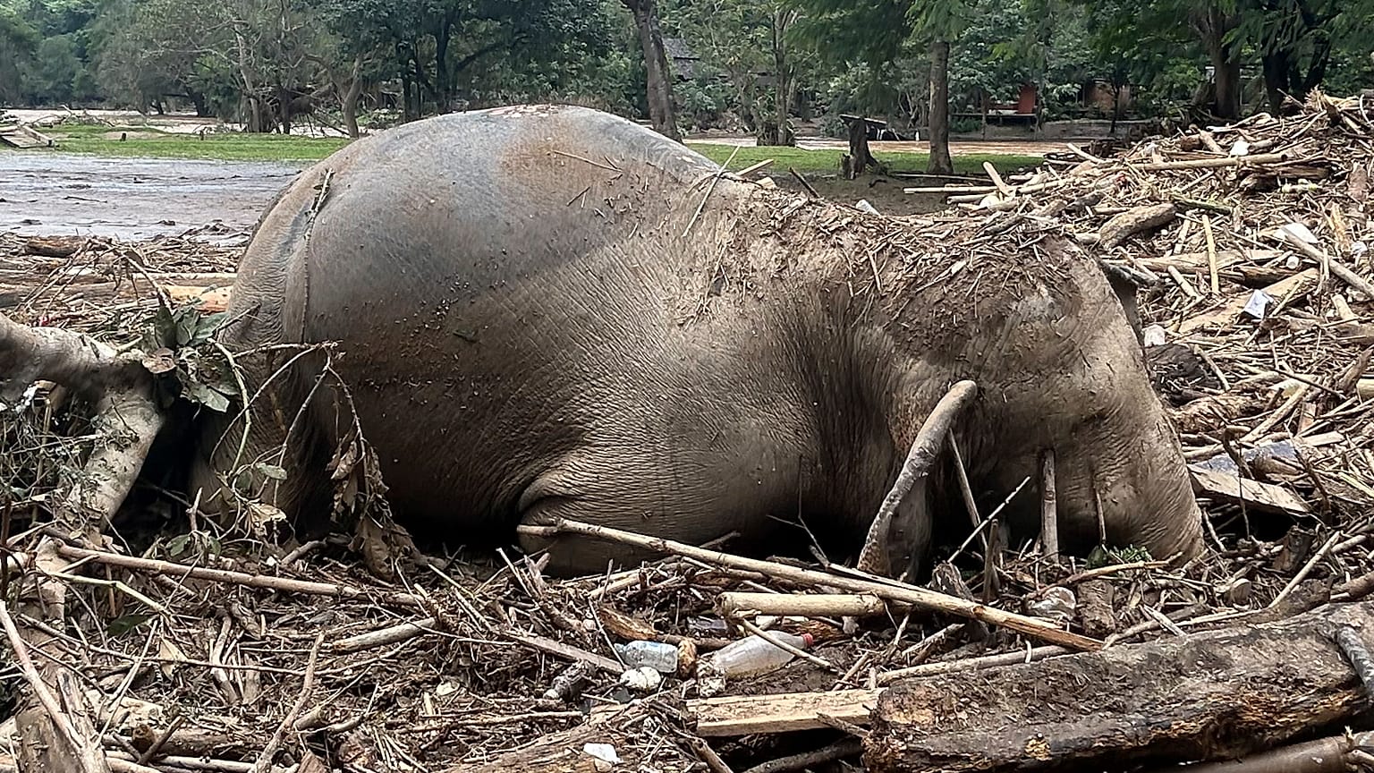 Un sanctuaire abritant plus de 100 éléphants et autres animaux a été frappé par de graves inondations, avec des eaux atteignant jusqu'à cinq mètres.
