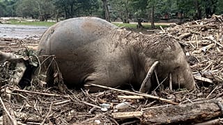 Un sanctuaire abritant plus de 100 éléphants et autres animaux a été frappé par de graves inondations, avec des eaux atteignant jusqu'à cinq mètres.