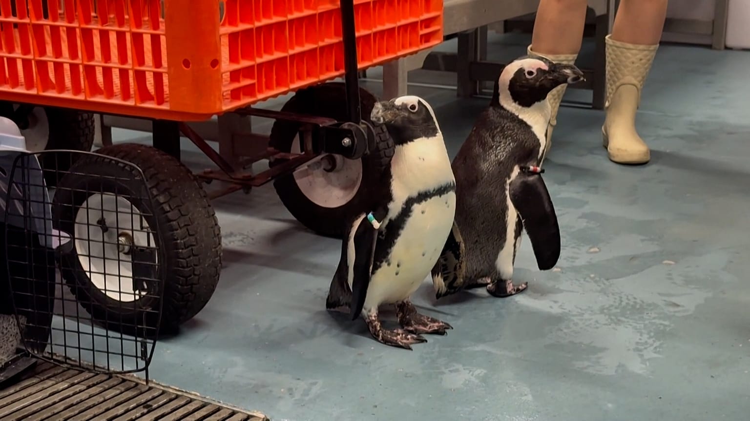 Aquarium evakuiert seine Tiere angesichts des Hurrikans Milton