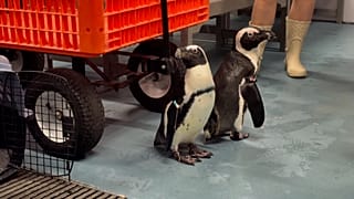 O aquário evacua os seus animais face ao furacão Milton