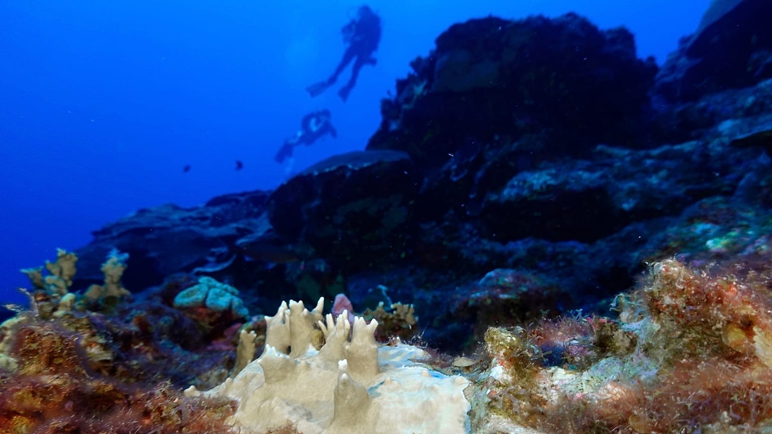 El coral blanqueado es visible en el Santuario Marino Nacional de Flower Garden Banks, frente a la costa de Galveston, Texas, en el Golfo de México, 16 de septiembre de 2023. 