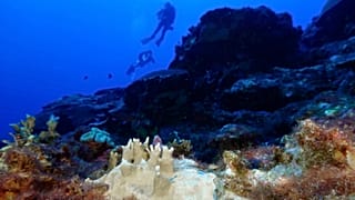 El coral blanqueado es visible en el Santuario Marino Nacional de Flower Garden Banks, frente a la costa de Galveston, Texas, en el Golfo de México, 16 de septiembre de 2023. 