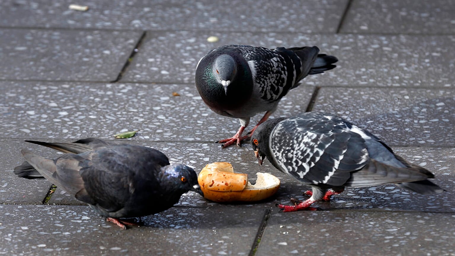 En Ixelles, se distribuyen semillas anticonceptivas a las palomas para controlar su población.