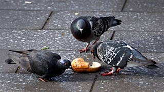En Ixelles, se distribuyen semillas anticonceptivas a las palomas para controlar su población.