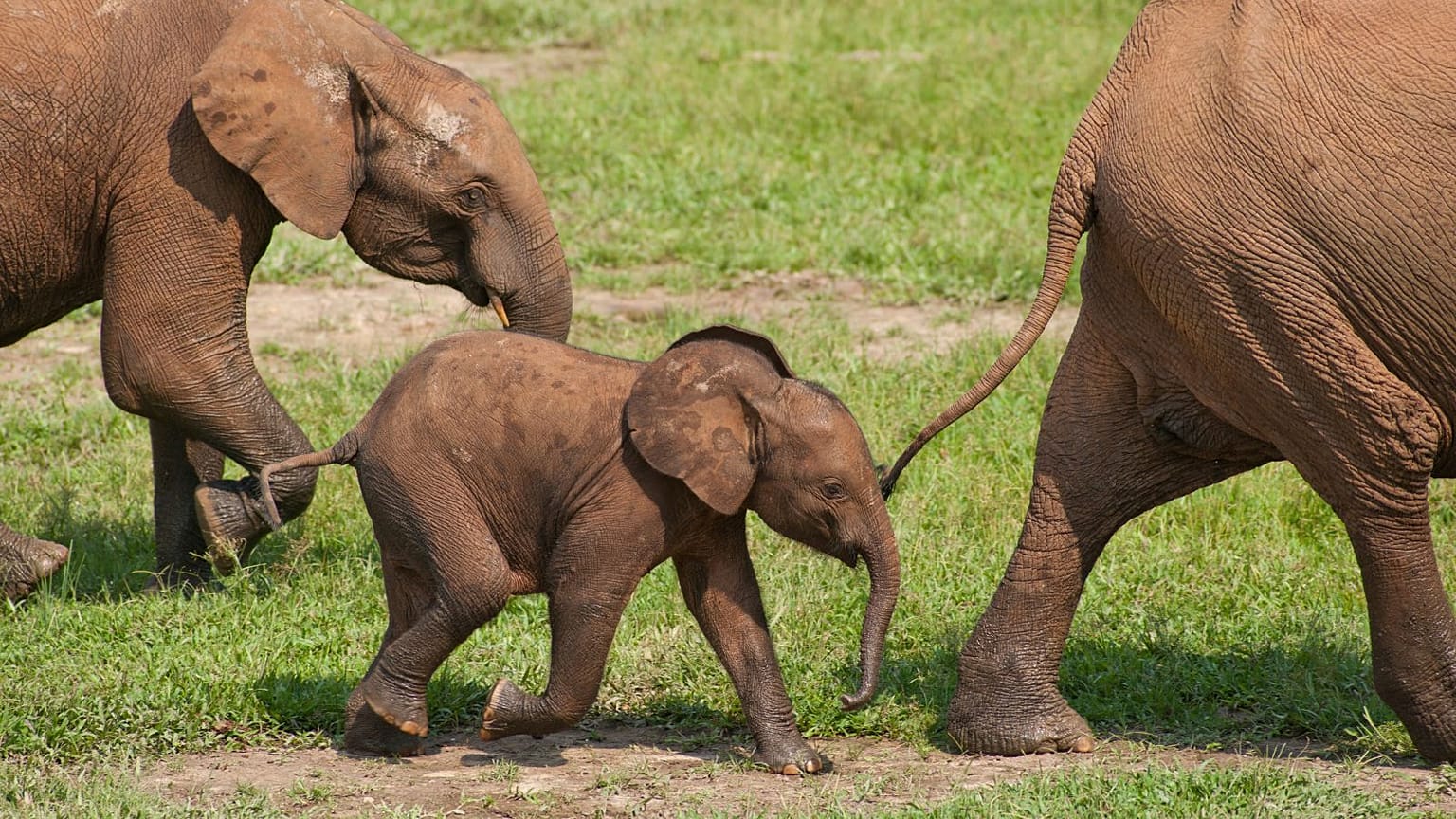 Orta Afrika Cumhuriyeti, Dzanga-Ndoki Ulusal Parkı'nda ailesiyle birlikte bir Afrika Orman fili yavrusu.