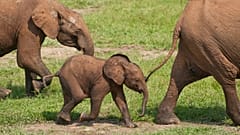 Orta Afrika Cumhuriyeti, Dzanga-Ndoki Ulusal Parkı'nda ailesiyle birlikte bir Afrika Orman fili yavrusu.
