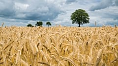 Wheat has been one of the worst affected crops across England this year