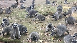 Kadının evinin etrafında 100 kadar rakun görüldü