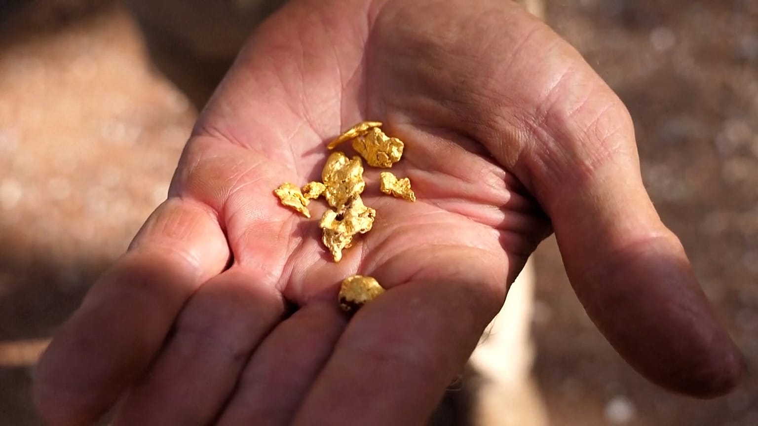 Pepitas de oro en la mano de un prospector