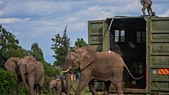 Kenya Wildlife Service Rangers and capture team release five elephants at Aberdare National Park, located in central Kenya, Monday, Oct. 14, 2024.