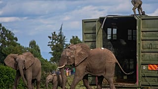 Kenya Wildlife Service rangers and capture team release five elephants at Aberdare National Park, located in central Kenya, Monday, Oct. 14, 2024.
