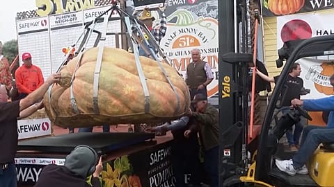 Weighing in at 1,090 kg, the giant pumpkin took first place at the 51st Half Moon Bay Safeway Annual World Championship Pumpkin Weigh-Off in California.