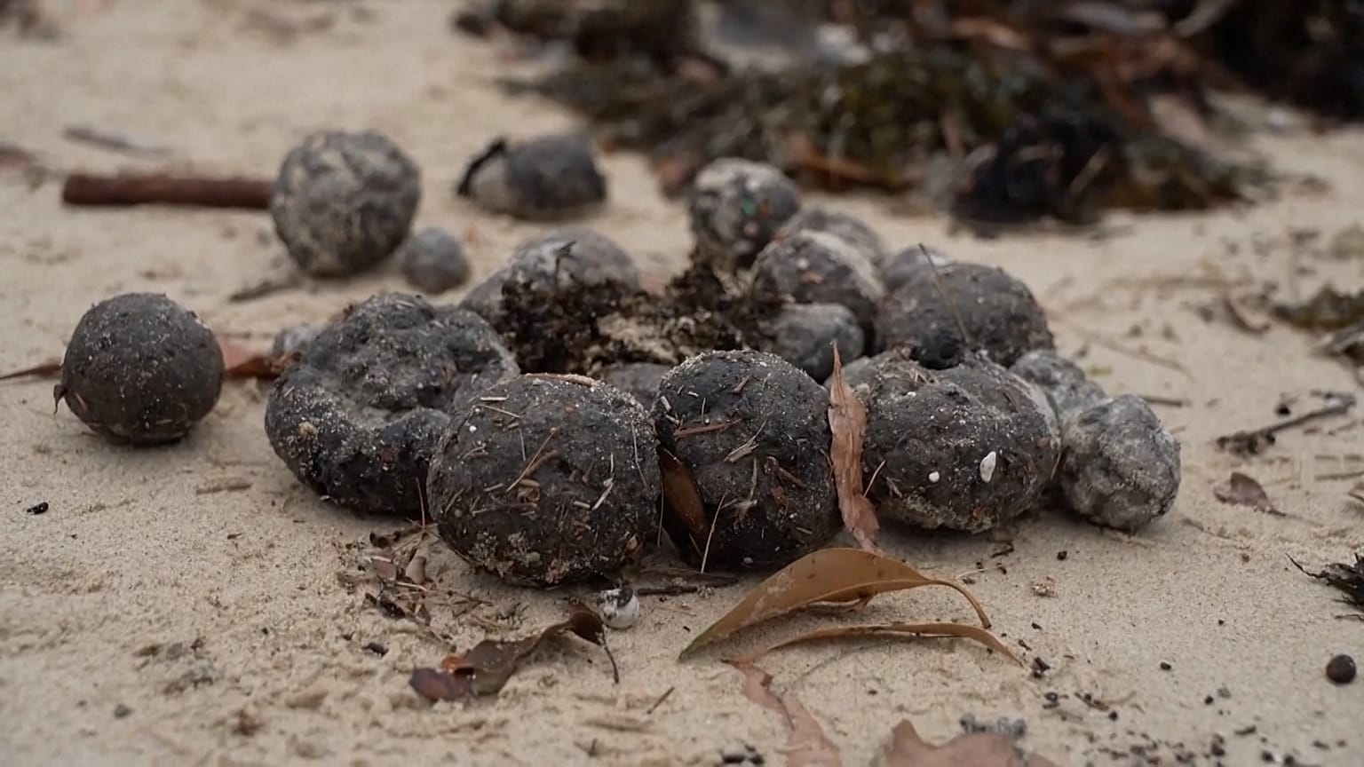 Misteriosas bolas negras en las playas de Sídney 16 de octubre de 2024