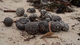 Misteriosas bolas negras en las playas de Sídney 16 de octubre de 2024