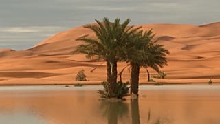 Palmeira no meio do lago Yasmina, Marrocos, 17 de outubro de 2024