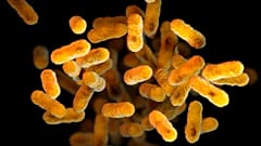 Hastalık Kontrol ve Önleme Merkezleri tarafından sağlanan bu 2016 çizimi, boğmacaya neden olan Bordetella pertussis bakterisini tasvir etmektedir.
