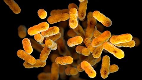 This 2016 illustration provided by the Centers for Disease Control and Prevention depicts Bordetella pertussis bacteria, which causes whooping cough.