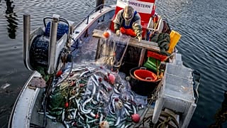 EU-Landwirtschaftsminister einigen sich auf Fangqouten für Ostsee: Einzig Fagqouten für Hering steigen deutlich