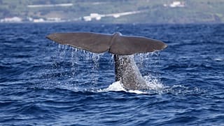 Os Açores albergam atualmente a maior rede de Áreas Marinhas Protegidas da Europa.