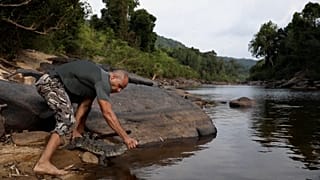 Un homme relâche un Crocodile du Siam dans son habitat naturel, montagne de Cardamom, Cambodge. 15.03.2024