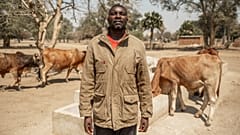 	Mugabe and his cattle in the community of Nteme on September 13, 2024 in Monze District, Zambia.