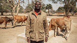 	Mugabe and his cattle in the community of Nteme on September 13, 2024 in Monze District, Zambia.