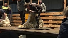 Le championnat islandais de tonte de moutons réunit les meilleurs du secteur