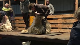 El campeonato islandés de esquila de ovejas reúne a los mejores del sector