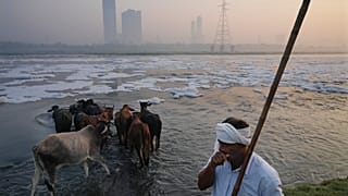 Un éleveur de buffles fait traverser à son troupeau la rivière Yamuna, remplie de mousse toxique, à New Delhi, en Inde, le 29 octobre 2024.