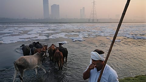 Un éleveur de buffles fait traverser à son troupeau la rivière Yamuna, remplie de mousse toxique, à New Delhi, en Inde, le 29 octobre 2024.