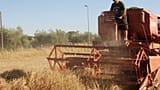 Antonio Onorati harvesting the fields with restored machinery
