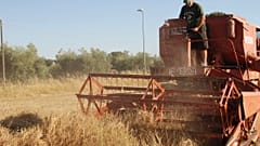 Antonio Onorati bei der Ernte der Felder mit restaurierten Maschinen