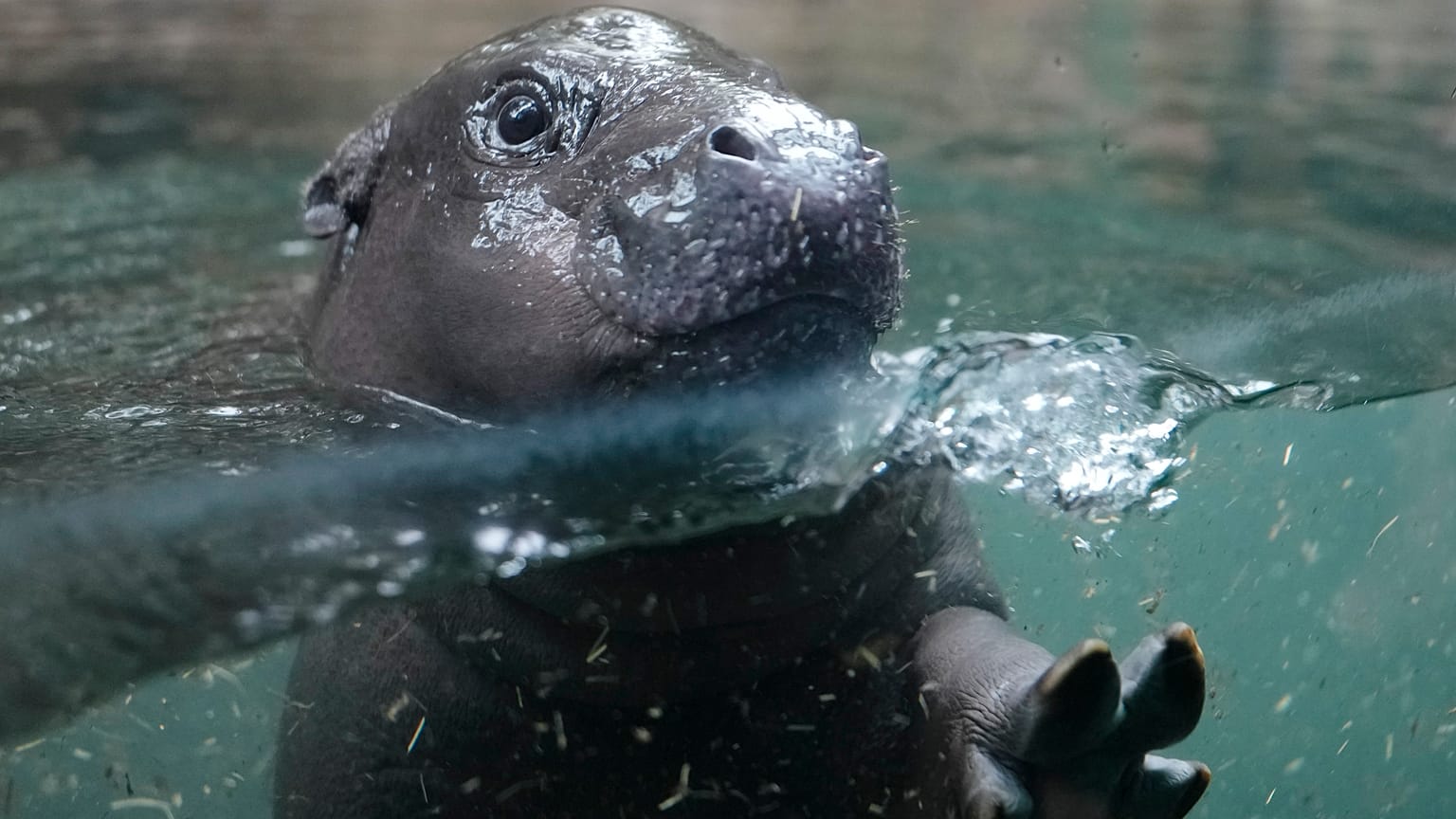 Toni, le bébé hippopotame pygmée star de Berlin