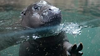Toni, el bebé hipopótamo pigmeo estrella de Berlín