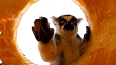 Les lémuriens se jettent sur les délicieuses citrouilles, Zoo d’Oregon, USA, le 29.10.2024