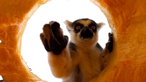 Les lémuriens se jettent sur les délicieuses citrouilles, Zoo d’Oregon, USA, le 29.10.2024