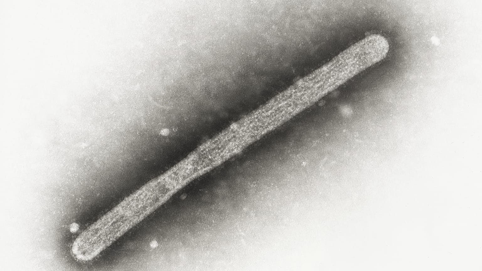 Questa immagine al microscopio elettronico del 2005 mostra un virione dell'influenza aviaria A H5N1