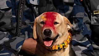Un chien de la police du Népal est décoré d'une guirlande de fleurs pendant le festival de Kukkur Tihar à Katmandou, au Népal, le jeudi 31 octobre 2024.